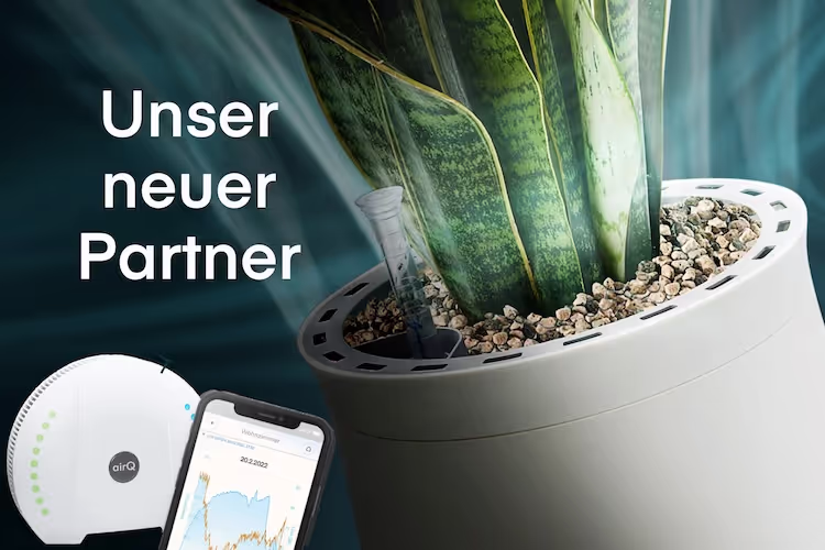 AIRY Blumentopf mit Grünpflanze im Hintergrund, im Vordergrund Luftmessgerät air-Q und Smartphone mit geöffneter air-Q App