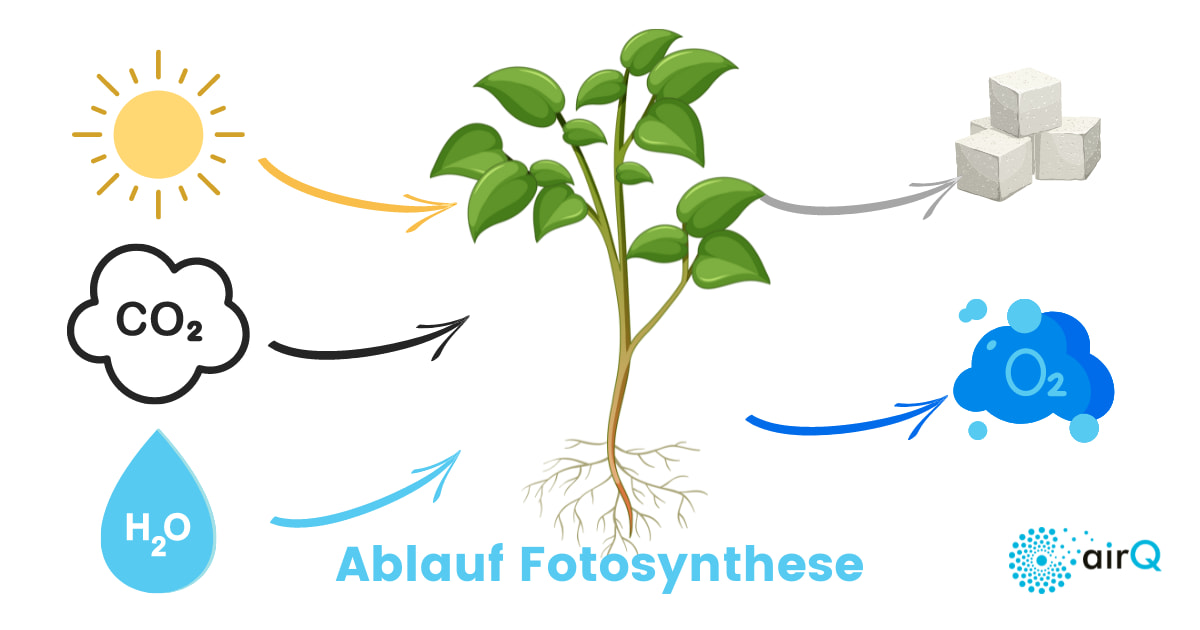 Grafik Ablauf Fotosynthese