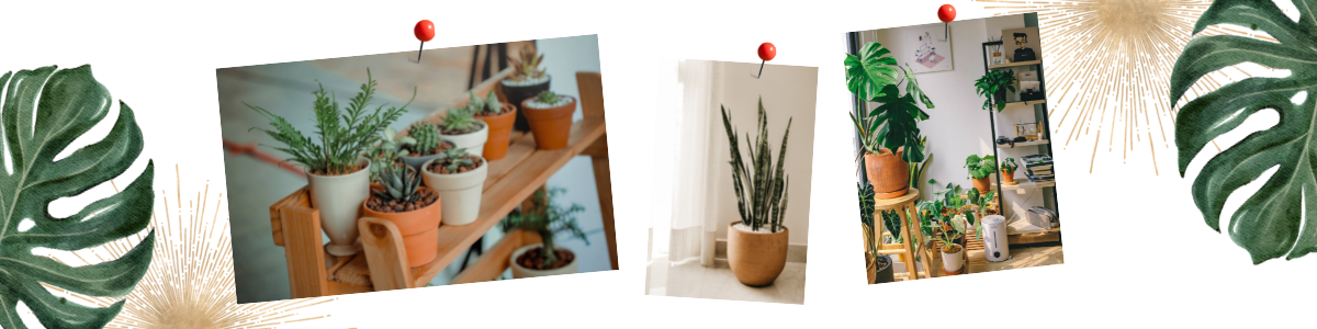 Bildcollage verschiedener angepinter Fotos von rünpflanzen