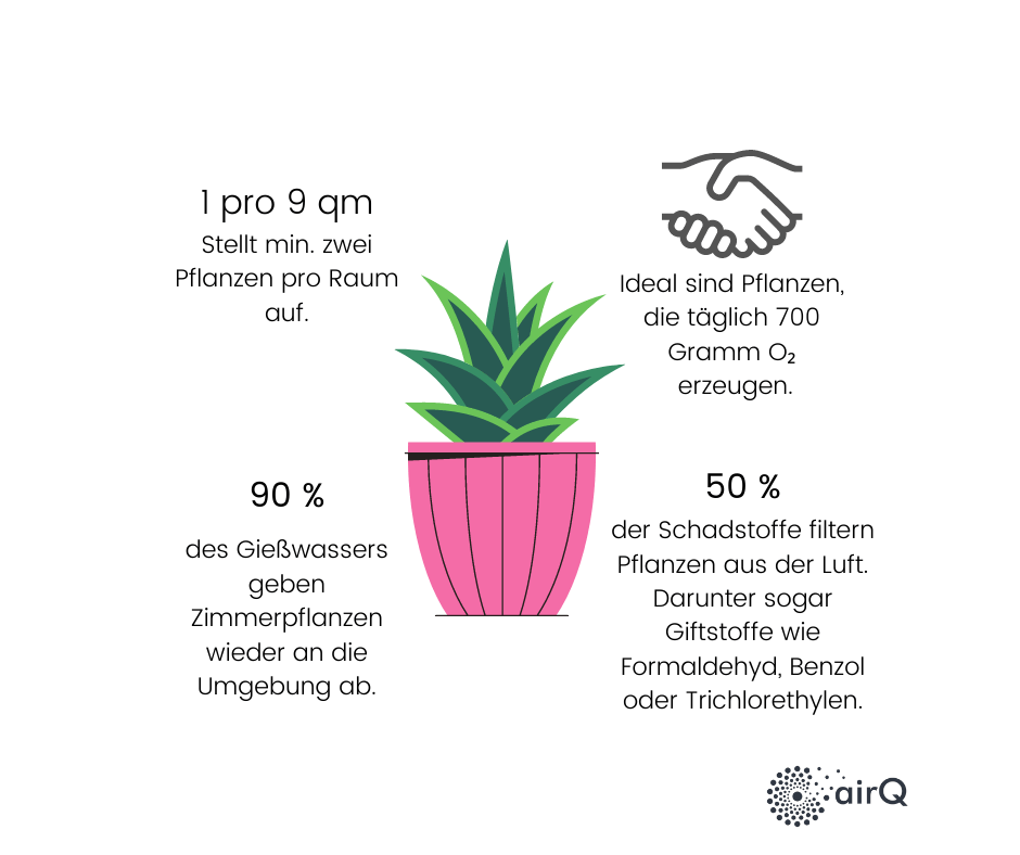 Infografik wie Pflanzen die Raumluft verbessern